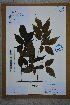  (Carpinus turczaninowii - Ge02722)  @11 [ ] CreativeCommons  Attribution Non-Commercial Share-Alike  Unspecified Herbarium of South China Botanical Garden