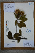  (Sloanea sinensis - Ge02723)  @11 [ ] CreativeCommons  Attribution Non-Commercial Share-Alike  Unspecified Herbarium of South China Botanical Garden