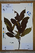  (Melliodendron xylocarpum - Ge02740)  @11 [ ] CreativeCommons  Attribution Non-Commercial Share-Alike  Unspecified Herbarium of South China Botanical Garden