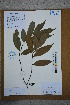  ( - Ge02742)  @11 [ ] CreativeCommons  Attribution Non-Commercial Share-Alike  Unspecified Herbarium of South China Botanical Garden