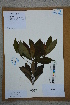  ( - Ge02748)  @11 [ ] CreativeCommons  Attribution Non-Commercial Share-Alike  Unspecified Herbarium of South China Botanical Garden