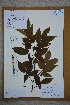  (Carpinus viminea - Ge02751)  @11 [ ] CreativeCommons  Attribution Non-Commercial Share-Alike  Unspecified Herbarium of South China Botanical Garden