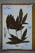  ( - Ge02756)  @11 [ ] CreativeCommons  Attribution Non-Commercial Share-Alike  Unspecified Herbarium of South China Botanical Garden