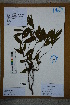  (Eurya nitida - Ge02760)  @11 [ ] CreativeCommons  Attribution Non-Commercial Share-Alike  Unspecified Herbarium of South China Botanical Garden