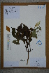  (Mussaenda shikokiana - Ge02765)  @11 [ ] CreativeCommons  Attribution Non-Commercial Share-Alike  Unspecified Herbarium of South China Botanical Garden