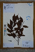  (Laurocerasus officinalis - Ge02776)  @11 [ ] CreativeCommons  Attribution Non-Commercial Share-Alike  Unspecified Herbarium of South China Botanical Garden