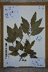  (Cinnamomum jensenianum - Ge02779)  @11 [ ] CreativeCommons  Attribution Non-Commercial Share-Alike  Unspecified Herbarium of South China Botanical Garden