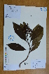  ( - Ge02785)  @11 [ ] CreativeCommons  Attribution Non-Commercial Share-Alike  Unspecified Herbarium of South China Botanical Garden