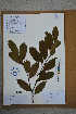  (Itea chinensis - Ge02788)  @11 [ ] CreativeCommons  Attribution Non-Commercial Share-Alike  Unspecified Herbarium of South China Botanical Garden