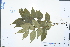  (Phellodendron - Ge02967)  @11 [ ] CreativeCommons  Attribution Non-Commercial Share-Alike  Unspecified Herbarium of South China Botanical Garden