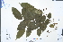 (Toxicodendron sylvestre - Ge02979)  @11 [ ] CreativeCommons  Attribution Non-Commercial Share-Alike  Unspecified Herbarium of South China Botanical Garden