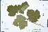  (Rubus tephrodes var. ampliflorus - Ge02980)  @11 [ ] CreativeCommons  Attribution Non-Commercial Share-Alike  Unspecified Herbarium of South China Botanical Garden