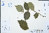  (Lagerstroemia excelsa - Ge03003)  @11 [ ] CreativeCommons  Attribution Non-Commercial Share-Alike  Unspecified Herbarium of South China Botanical Garden