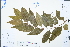  (Cerasus subhirtella - Ge03031)  @11 [ ] CreativeCommons  Attribution Non-Commercial Share-Alike  Unspecified Herbarium of South China Botanical Garden