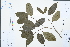  (Cornus hongkongensis subsp. elegans - Ge03035)  @11 [ ] CreativeCommons  Attribution Non-Commercial Share-Alike  Unspecified Herbarium of South China Botanical Garden