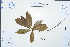  ( - Ge03038)  @11 [ ] CreativeCommons  Attribution Non-Commercial Share-Alike  Unspecified Herbarium of South China Botanical Garden