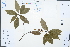  (Litsea coreana var. sinensis - Ge03054)  @11 [ ] CreativeCommons  Attribution Non-Commercial Share-Alike  Unspecified Herbarium of South China Botanical Garden