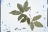  ( - Ge03140)  @11 [ ] CreativeCommons  Attribution Non-Commercial Share-Alike  Unspecified Herbarium of South China Botanical Garden