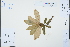  ( - Ge03306)  @11 [ ] CreativeCommons  Attribution Non-Commercial Share-Alike  Unspecified Herbarium of South China Botanical Garden