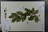  ( - Ge03638)  @11 [ ] CreativeCommons  Attribution Non-Commercial Share-Alike  Unspecified Herbarium of South China Botanical Garden