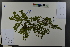  (Dalbergia mimosoides - Ge04571)  @11 [ ] CreativeCommons  Attribution Non-Commercial Share-Alike  Unspecified Herbarium of South China Botanical Garden