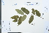  (Broussonetia kaempferi - Ge03928)  @11 [ ] CreativeCommons  Attribution Non-Commercial Share-Alike  Unspecified Herbarium of South China Botanical Garden