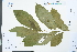  ( - Ge03931)  @11 [ ] CreativeCommons  Attribution Non-Commercial Share-Alike  Unspecified Herbarium of South China Botanical Garden