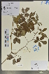  (Yua - Ge04023)  @11 [ ] CreativeCommons  Attribution Non-Commercial Share-Alike  Unspecified Herbarium of South China Botanical Garden