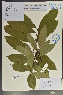  (Paraderris - Ge04027)  @11 [ ] CreativeCommons  Attribution Non-Commercial Share-Alike  Unspecified Herbarium of South China Botanical Garden