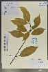  ( - Ge04037)  @11 [ ] CreativeCommons  Attribution Non-Commercial Share-Alike  Unspecified Herbarium of South China Botanical Garden