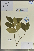  ( - Ge04058)  @11 [ ] CreativeCommons  Attribution Non-Commercial Share-Alike  Unspecified Herbarium of South China Botanical Garden