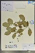  ( - Ge04083)  @11 [ ] CreativeCommons  Attribution Non-Commercial Share-Alike  Unspecified Herbarium of South China Botanical Garden