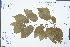  ( - Ge04369)  @11 [ ] CreativeCommons  Attribution Non-Commercial Share-Alike  Unspecified Herbarium of South China Botanical Garden