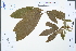  (Aesculus chinensis - Ge04477)  @11 [ ] CreativeCommons  Attribution Non-Commercial Share-Alike  Unspecified Herbarium of South China Botanical Garden