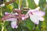  (Dendrobium calicopis - EDW083)  @11 [ ] CreativeCommons - Attribution Non-Commercial Share-Alike (2019) Edward Entalai Universiti Putra Malaysia