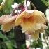  (Dendrobium serena-alexianum - EDW093)  @11 [ ] by-nc-sa (2021) Edward Entalai Universiti Putra Malaysia