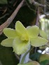  (Dendrobium cerinum - EDW099)  @11 [ ] CreativeCommons - Attribution Non-Commercial Share-Alike (2019) Edward Entalai Universiti Putra Malaysia