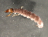  (Rhyacophila carolina - Cbref-092)  @13 [ ] CreativeCommons - Attribution (2009) Unspecified Centre for Biodiversity Genomics