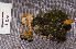  (Lactocollybia aurantiaca - RLC101)  @11 [ ] CreativeCommons - Attribution (2010) Bryn Dentinger Unspecified