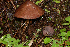  (Psilocybe zapotecorum - RLC130)  @11 [ ] CreativeCommons - Attribution Non-Commercial Share-Alike (2010) Unspecified Royal Ontario Museum