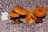  (Gymnopilus lepidotus - RLC41)  @11 [ ] CreativeCommons - Attribution (2010) Bryn Dentinger Unspecified