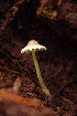  (Leucoagaricus viridiflavus - RLC91)  @11 [ ] CreativeCommons - Attribution Non-Commercial Share-Alike (2010) Unspecified Royal Ontario Museum