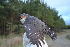  (Accipiter minullus - 4A74299)  @11 [ ] CreativeCommons - Attribution Share-Alike (2020) Jake M. Mulvaney Stellenbosch University