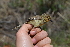  (Prinia hypoxantha - AS14546)  @11 [ ] CreativeCommons - Attribution Share-Alike (2020) Jake M. Mulvaney Stellenbosch University