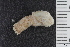  (Leptosynapta bergensis - NTNU_69263)  @11 [ ] CreativeCommons - Attribution Non-Commercial Share-Alike (2019) University of Bergen Natural History Collections