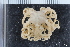  ( - ZMBN_106185)  @11 [ ] CreativeCommons - Attribution Non-Commercial Share-Alike (2016) University of Bergen Natural History Collections