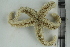  ( - ZMBN_106339)  @11 [ ] CreativeCommons - Attribution Non-Commercial Share-Alike (2016) University of Bergen Natural History Collections