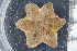  (Pteraster obscurus - ZMBN_106343)  @11 [ ] CreativeCommons - Attribution Non-Commercial Share-Alike (2016) University of Bergen Natural History Collections