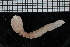  ( - ZMBN_106354)  @11 [ ] CreativeCommons - Attribution Non-Commercial Share-Alike (2016) University of Bergen Natural History Collections