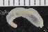  (Leptosynapta decaria - ZMBN_126420)  @11 [ ] CreativeCommons - Attribution Non-Commercial Share-Alike (2019) University of Bergen Natural History Collections